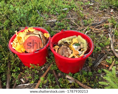 picture with two red buckets full of mushrooms, harvest time in the forest, wild mushrooms