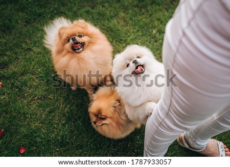 three beautiful Spitz dogs play with their owner