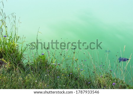 Beautiful landscape with wild grass front and blurred green and clear water in lake background during summer.Copy space for using  as natural landscape background,ecology and  fresh wallpaper concept