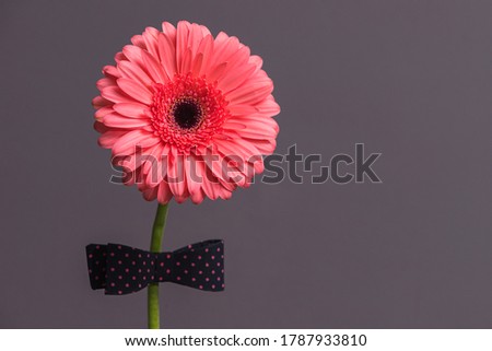 pink gerbera flower with a bow tie on the stem