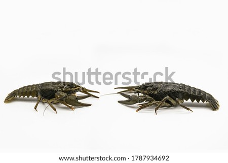 Two fresh crayfish or lobsters from the river on a white background. Two crayfish look on each other