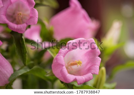 isolated pink campanula bell flower bloom