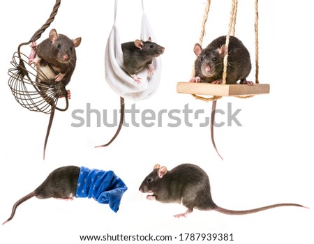 a cute little rats funny pictures