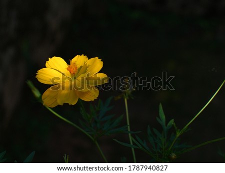light and shadow effect on yellow flower