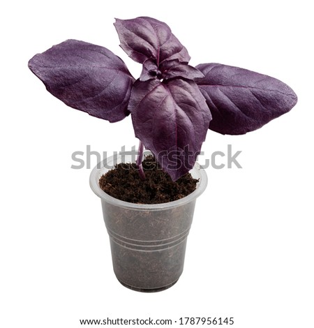 basil, purple, red, violet, isolated on white background, clipping path, full depth of field
