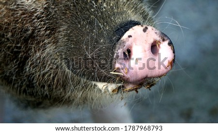 Snout of Pig (Sus scrofa domesticus) seen in detail. Thick and dark haired animal. It is one of the most common and most used slaughter animals for humans