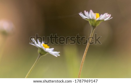 Low level close up of couple of white and yellow daisies in blurry background