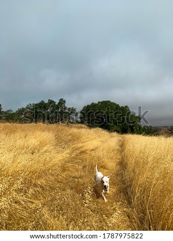 White Dog on Hiking Path Through Brown Grass and Trees, Hiking with Dogs, California, Summer