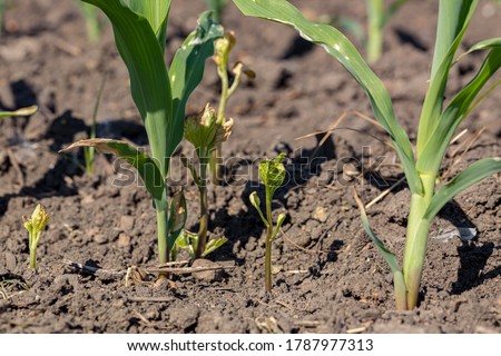 Honeyvine milkweed growing in cornfield. Concept of herbicide weed control in corn crop