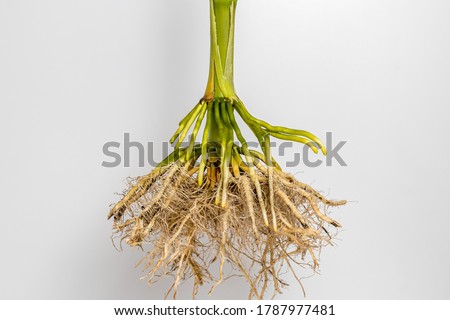 Closeup of cornstalk root system of corn plant isolated on white background. Concept of agriscience, agronomy, GMO and biotechnology Royalty-Free Stock Photo #1787977481