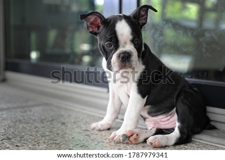 Nine week old Boston Terrier puppy sits in front of glass patio doors