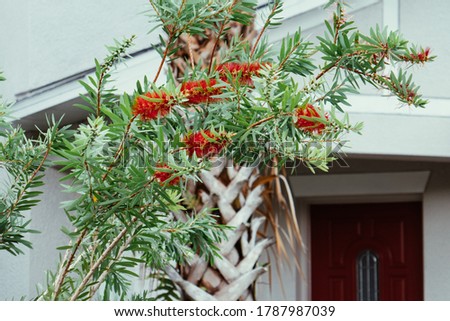 bottlebrush tree and flower in front of a house	