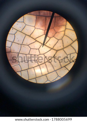 Butterfly wing enhanced under microscope Royalty-Free Stock Photo #1788005699
