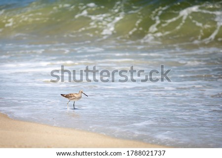 Small coastal bird looking for food along the shore