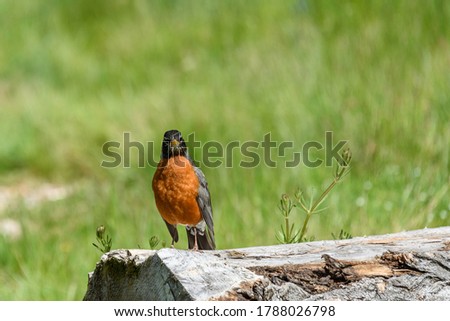 Signs of spring, American Robin standing on an old log on a sunny day, grass field in background
