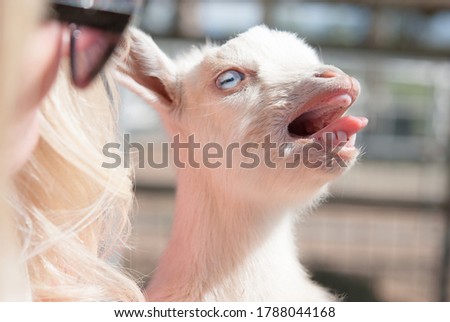 White Tiny Baby Goat Held By blonde woman with sunglasses and Talking making noises with mouth open and tongue out showing teeth blue eyes looking to right 