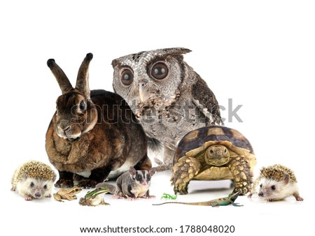Animal pictures isolated on a white background
