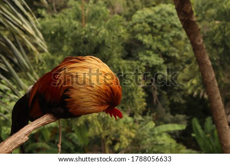 A small chicken lying on a tree in the morning
