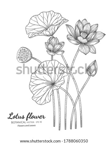 Lotus flower and leaf hand drawn botanical illustration with line art on white backgrounds. 
