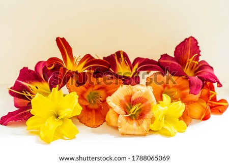 Banner of bright summer lily flowers