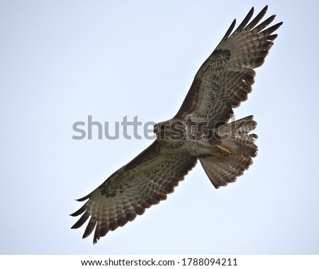 Common buzzard , Buteo buteo in flight. Royalty-Free Stock Photo #1788094211