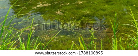 Panorama of water with algae in a clear lake