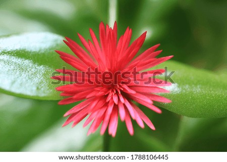 Top View of a Blooming Vibrant Pink Baby Sun Rose Flower on Bright Green Leaves