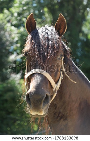 Close-up portrait of a young morgan breed stallion portrait in the paddock on a clear sunny day. Headshot of a beautiful stallion