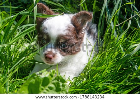 8 week old chihuahua puppy is lying inthe grass