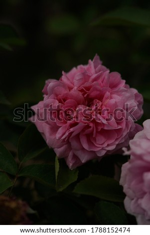 Light Pink Flower of Rose 'The Countryman' in Full Bloom
