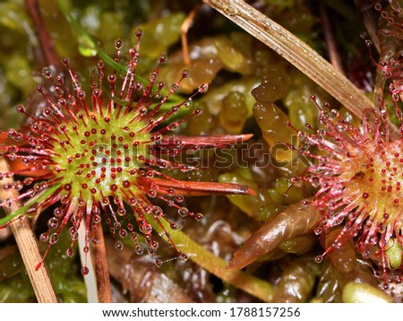 Closeup picture of the round-leaved or common sundew (Drosera rotundifolia), a carnivorous plant photographed in a moor in southern Germany ("Murnauer Moos") on a sunny summer day.