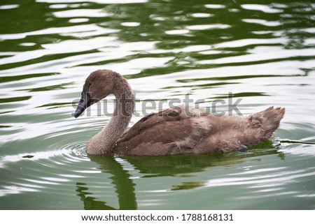 the swan relaxes by swimming