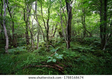 ferns and old trees in a dense forest