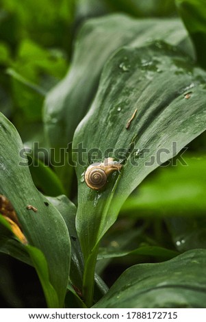 the snail crawls about its business in the bushes