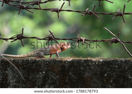 green tree lizard on brick wall, macro photography