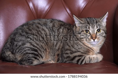 striped european shorthair cat on a brown armchair