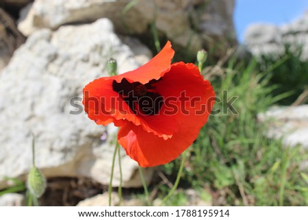 Beautiful summer flower. Red poppy. Macrophotography of the red poppy