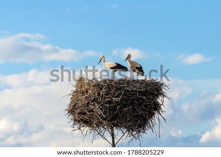 Two white stork on the nest in the spring.