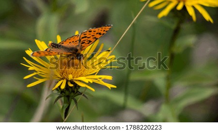 Symbiosis. Beautiful moment with an orange butterfly that just lended on a attractive yellow flower.