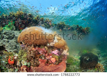 Spawning coral on a healthy reef. Underwater image taken scuba diving in Alor, Indonesia. Royalty-Free Stock Photo #1788222773