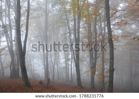 
Carpathian mountains beauty natural and forest