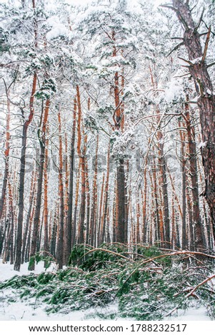 The atmosphere in the winter, cold, snowy forest