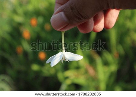 hand holding on daisy or jasmine flower. background as simbol fall flower