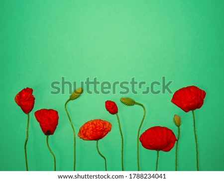 Trendy layout with red poppies flower on mint green background. Minimal spring concept in hard light and shadow. Floral garden design with copy space
