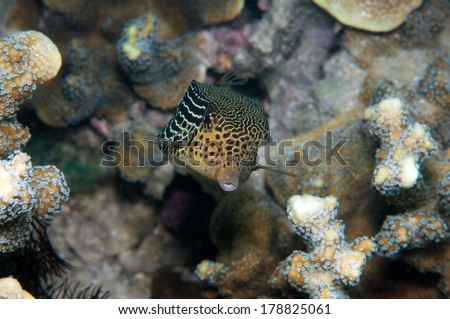 Spotted Boxfish _ Ostracion cubicus