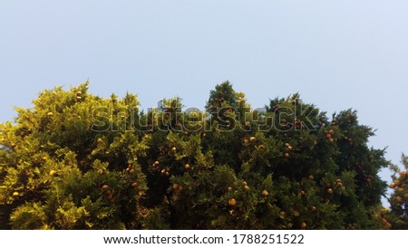 Blue and green photo background with a sun-lit pine tree canopy and a clear light blue sky in the upper half of the photo. Shot on the Adriatic coast in the summer.
