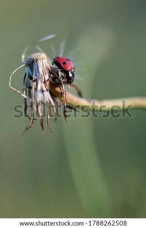 Small red ladybug.  Soft and blurry background. Macro photo.