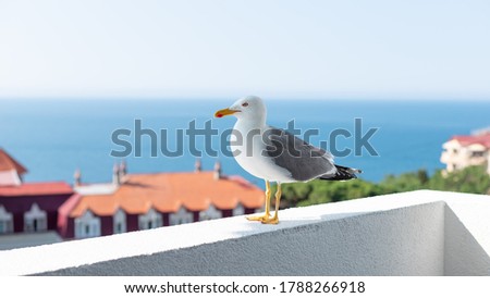 seagull stands on the parapet of the balcony and looks into the camera. Beautiful seascape on a sunny summer day. banner.