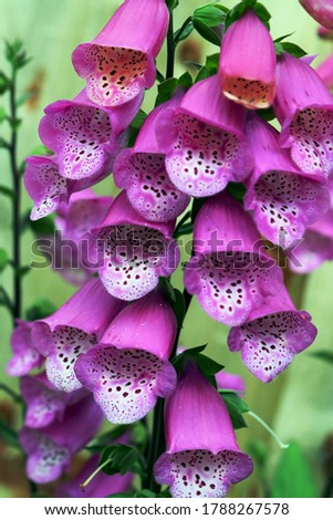 Purple foxgloves, pink panther variety