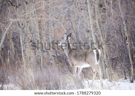 Whitetail doe in the forest in winter, near Gibson Dam, Montana. Colors of grey and brown, good camouflage.